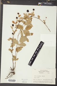 Rubus flagellaris image