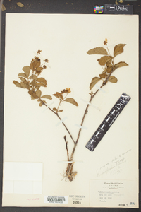 Rubus flagellaris image