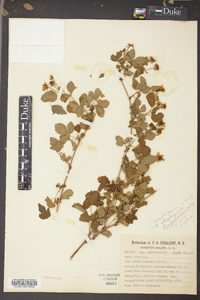 Rubus flagellaris image