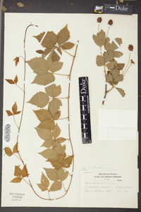 Rubus flagellaris image