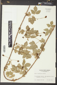 Rubus flagellaris image