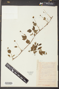 Rubus flagellaris image