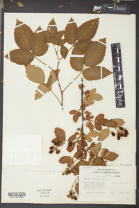 Rubus argutus image