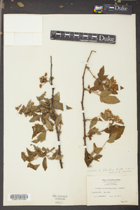 Rubus argutus image