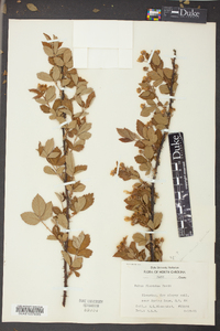 Rubus argutus image