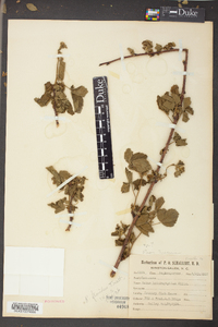 Rubus argutus image