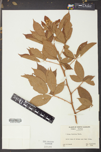 Rubus argutus image