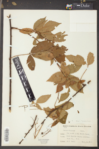 Rubus argutus image