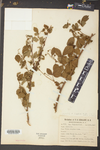 Rubus lucidus image