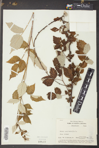 Rubus occidentalis image