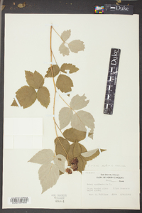 Rubus occidentalis image