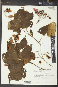 Rubus odoratus image