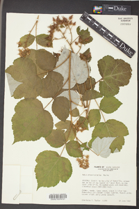 Rubus phoenicolasius image