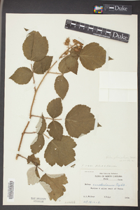 Rubus phoenicolasius image