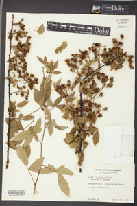 Rubus trivialis image