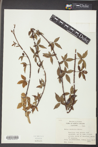 Rubus trivialis image