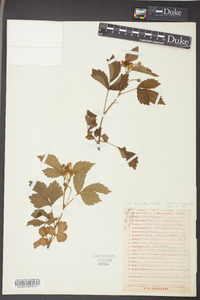 Rubus trivialis image