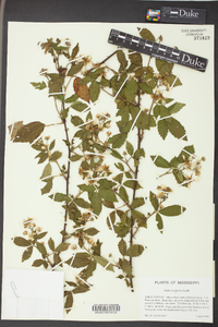 Rubus argutus image