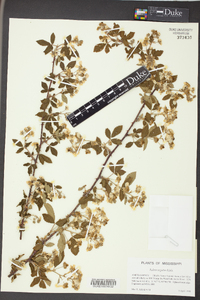 Rubus argutus image