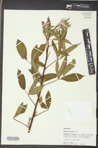 Rubus argutus image