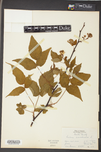 Rubus canadensis image