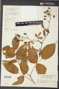 Rubus canadensis image