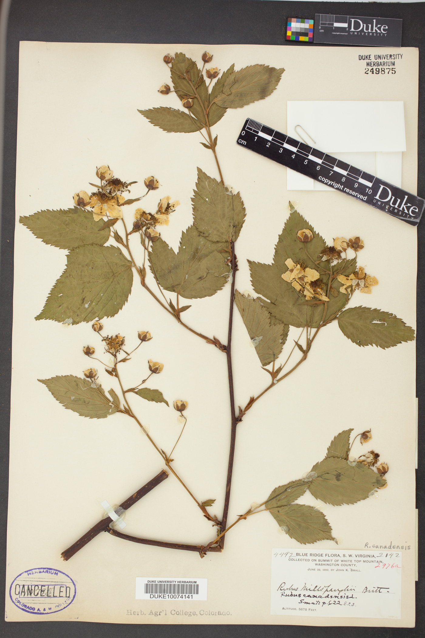 Rubus canadensis image