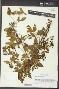 Rubus cuneifolius image