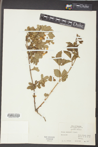 Rubus flagellaris image