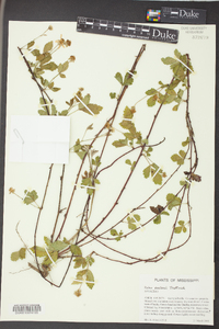 Rubus flagellaris image