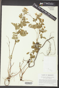 Rubus flagellaris image