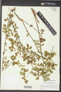 Rubus flagellaris image