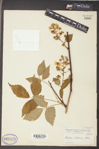 Rubus flagellaris image