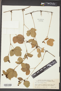 Rubus huttonii image