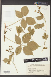 Rubus montensis image