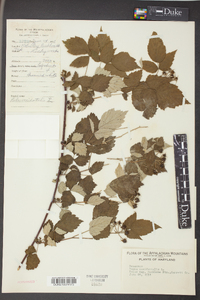 Rubus occidentalis image