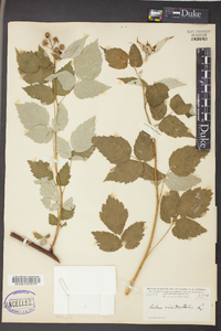 Rubus occidentalis image