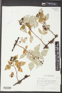 Rubus occidentalis image