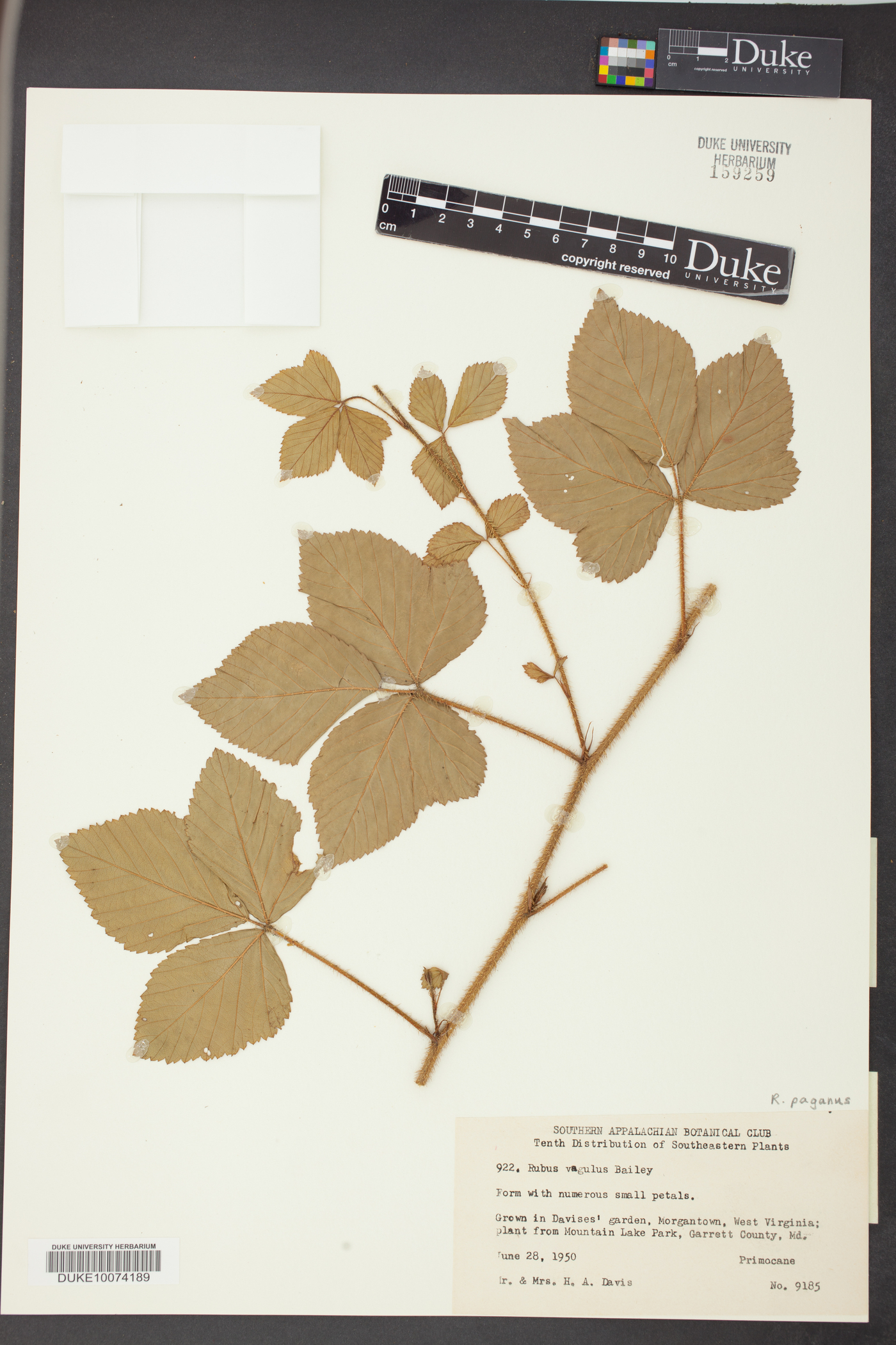 Rubus paganus image