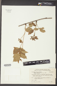 Rubus permixtus image