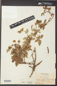 Rubus trivialis image