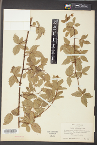 Rubus trivialis image