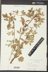 Rubus trivialis image