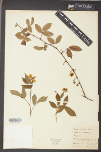 Rubus trivialis image