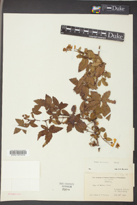 Rubus trivialis image