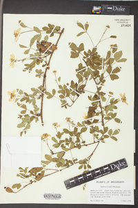 Rubus trivialis image