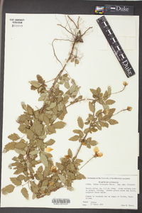 Rubus trivialis image