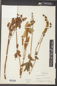 Sanguisorba canadensis image