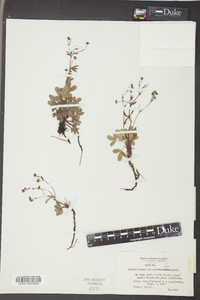 Sibbaldiopsis tridentata image