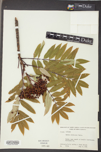 Sorbus americana image